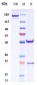 Anti-CD20 Reference Antibody (veltuzumab)